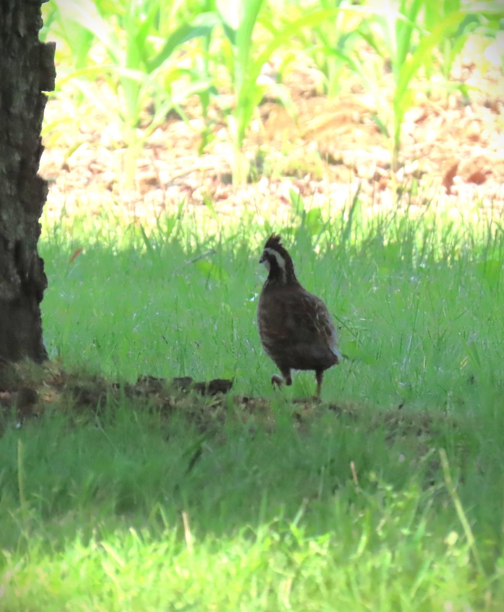 Northern Bobwhite - ML636887058