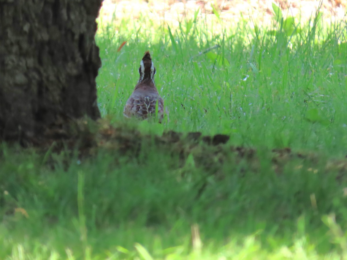 Northern Bobwhite - ML636887059