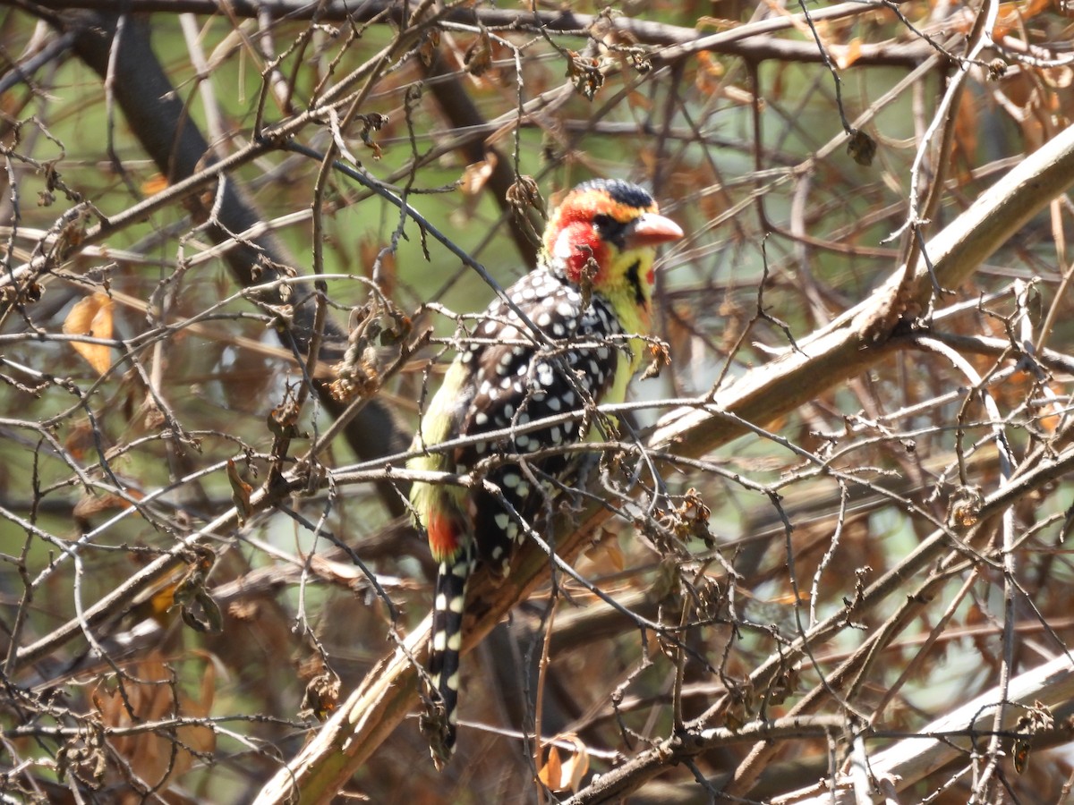 Red-and-yellow Barbet - ML636887121