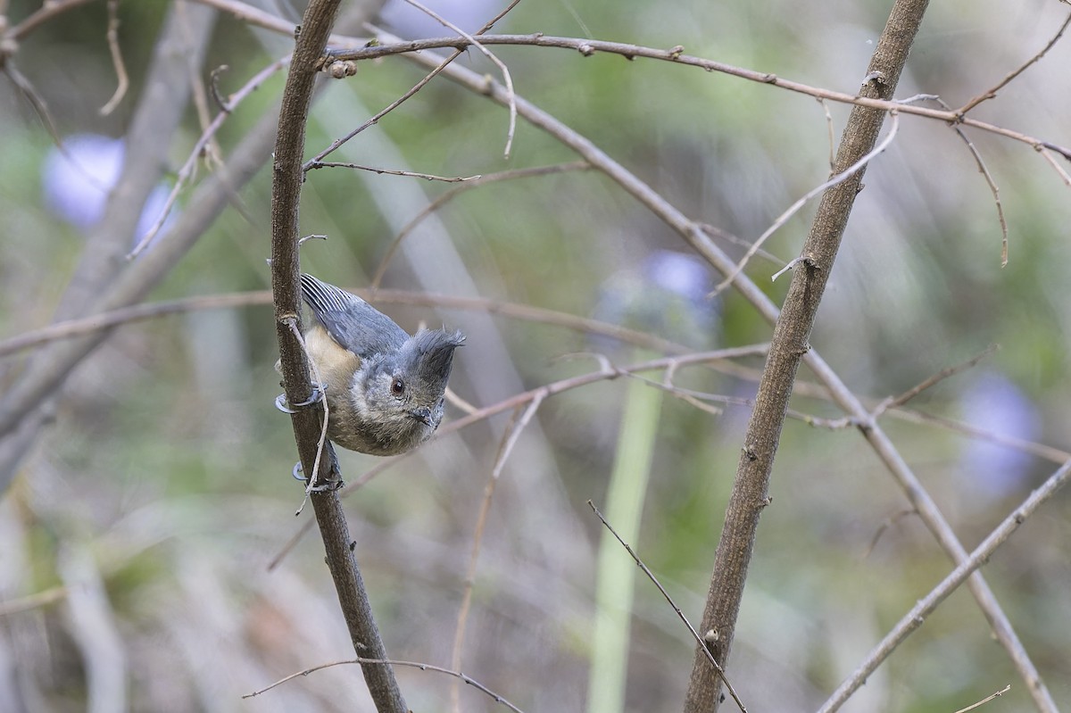 Gray-crested Tit - ML636887162