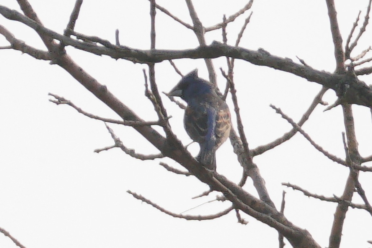 Blue Grosbeak - ML636887164