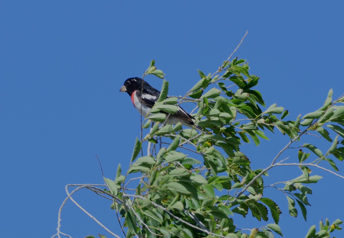 Rose-breasted Grosbeak - ML636887179