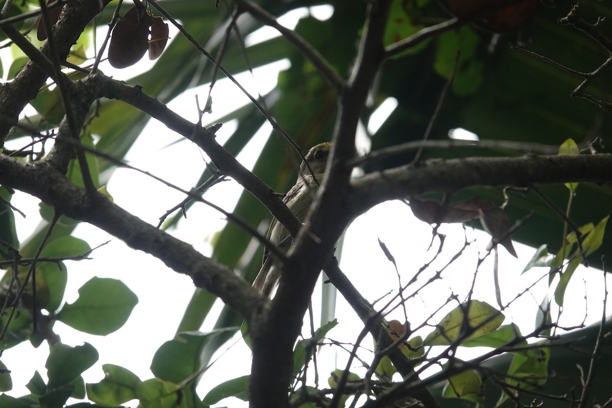 Thick-billed Vireo - ML636887182