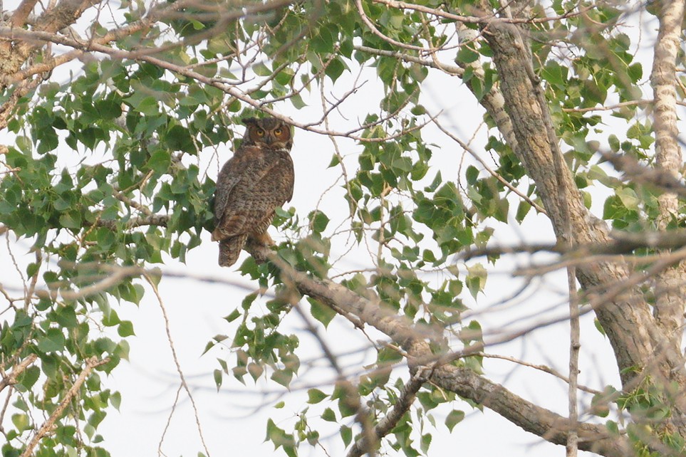 Great Horned Owl - ML636887184