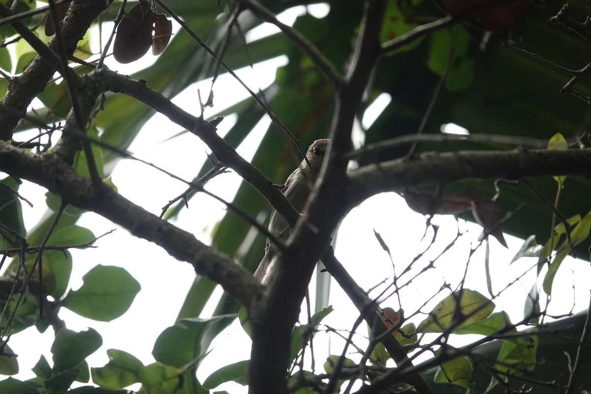 Thick-billed Vireo - ML636887199