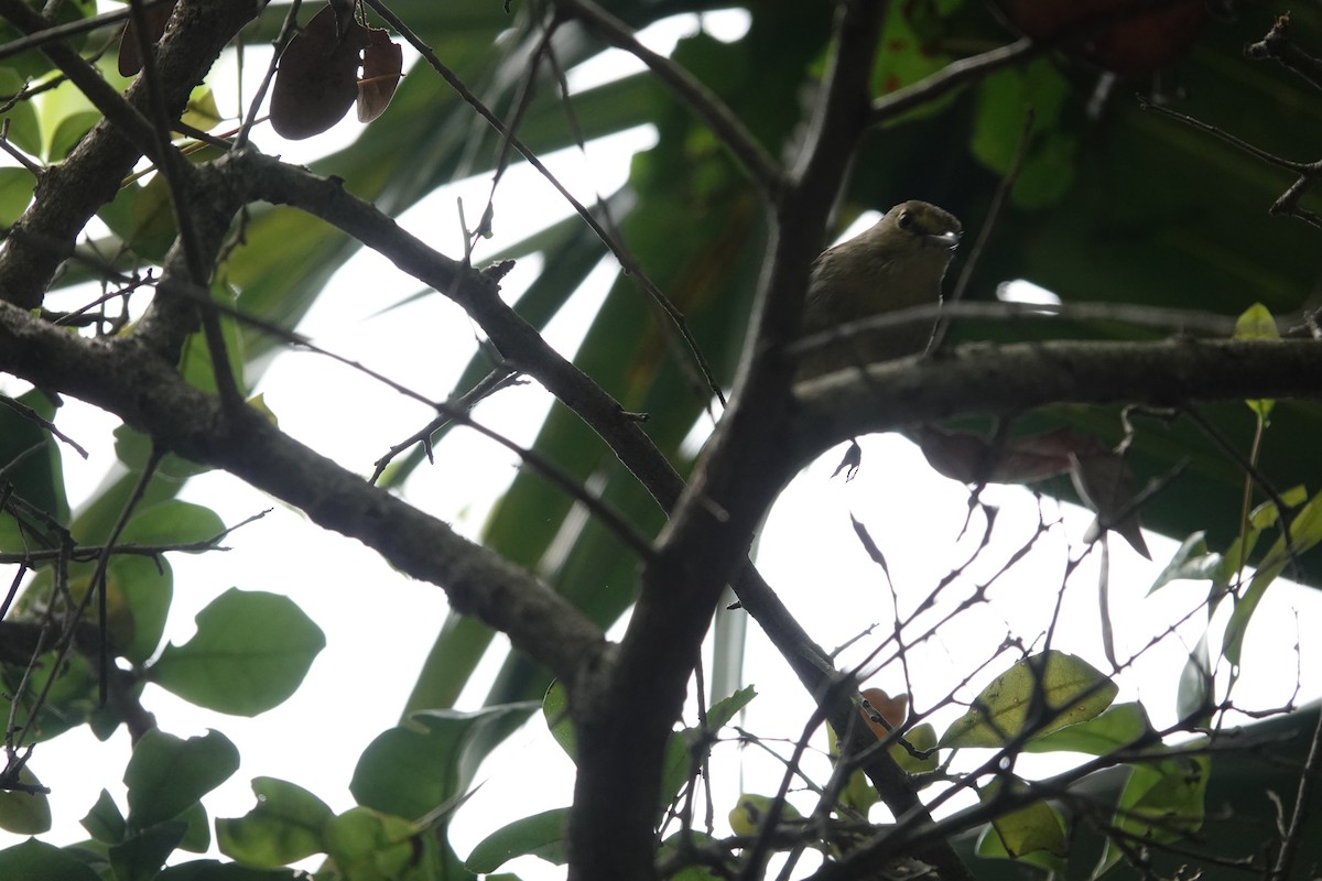 Thick-billed Vireo - ML636887203