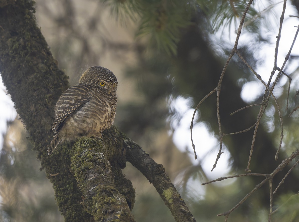 Collared Owlet - ML636887217