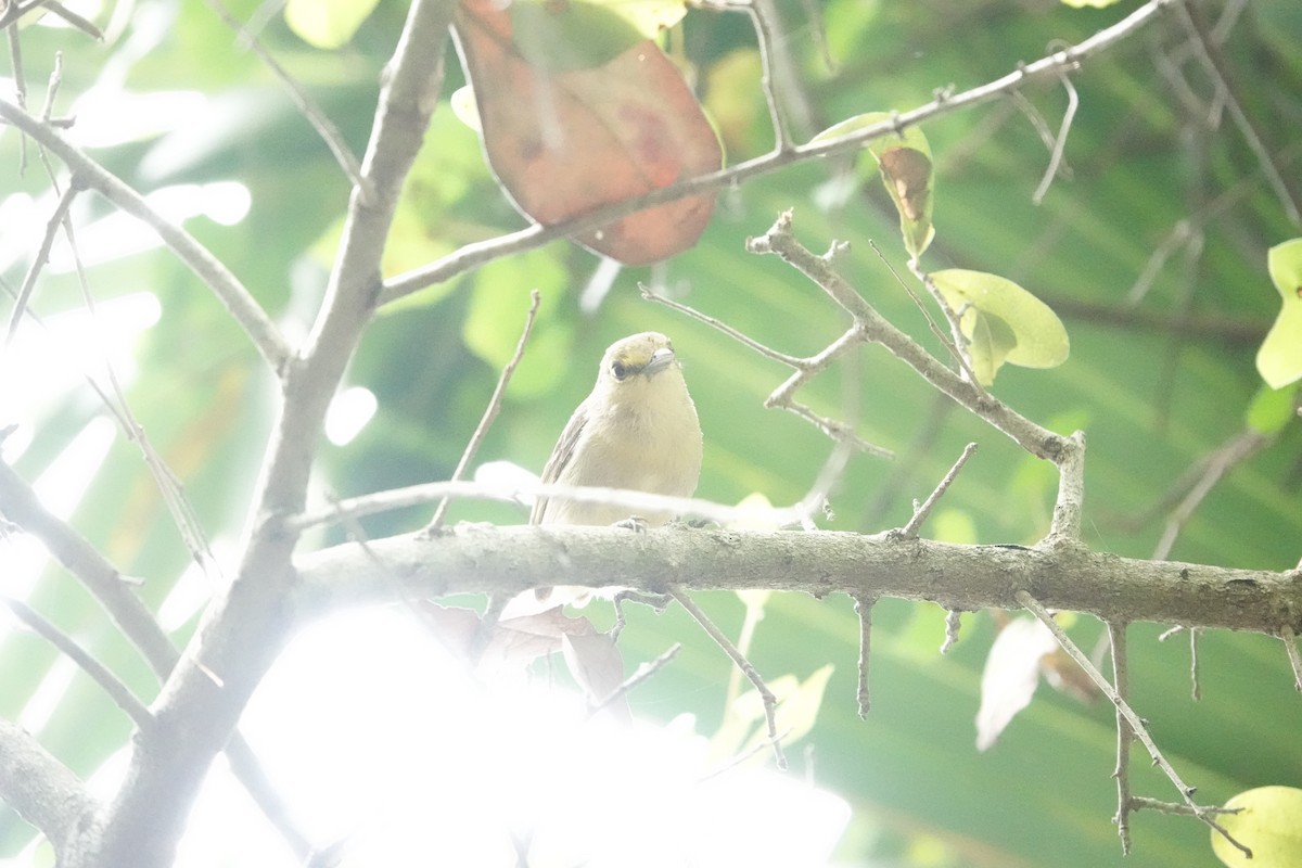 Thick-billed Vireo - ML636887220
