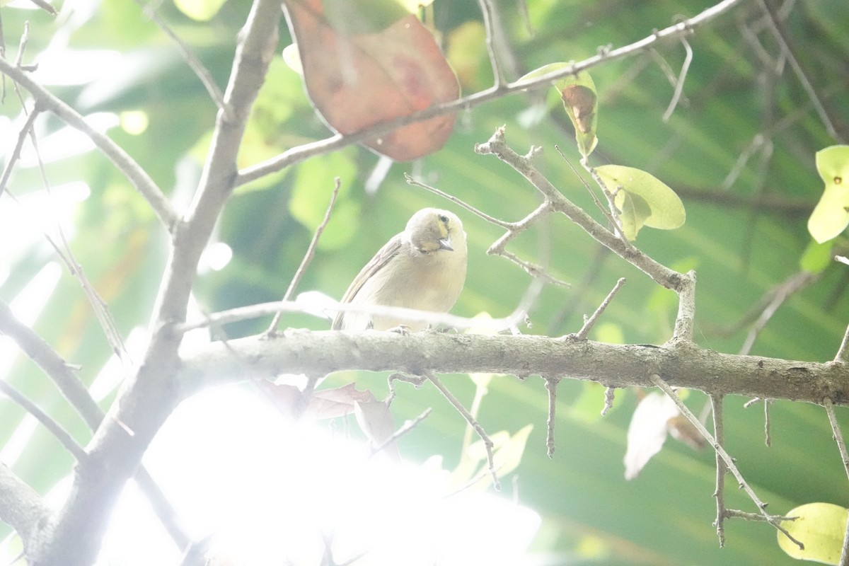 Thick-billed Vireo - ML636887221