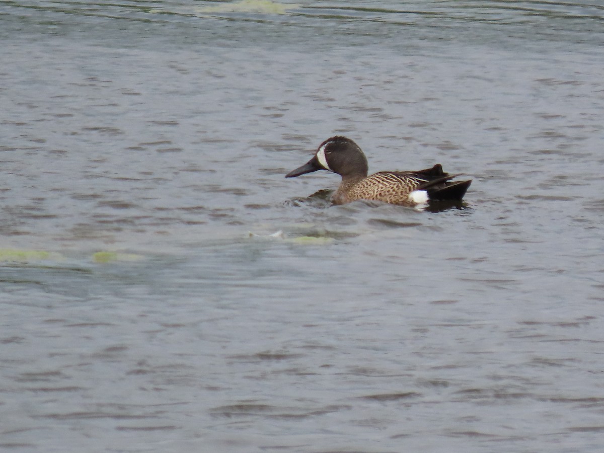 Blue-winged Teal - ML636887241