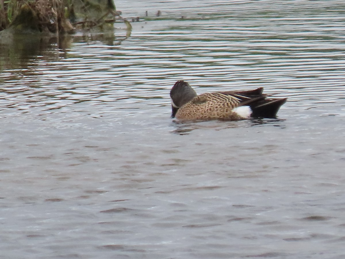 Blue-winged Teal - ML636887256