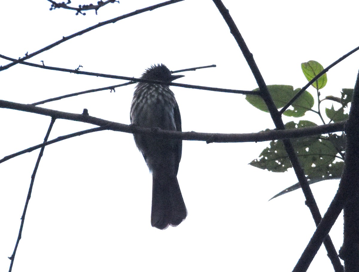 Sumatran Bulbul - ML636887299