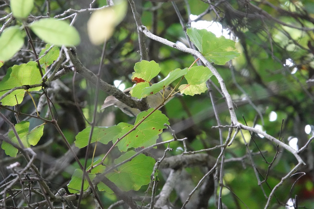 Thick-billed Vireo - ML636887310