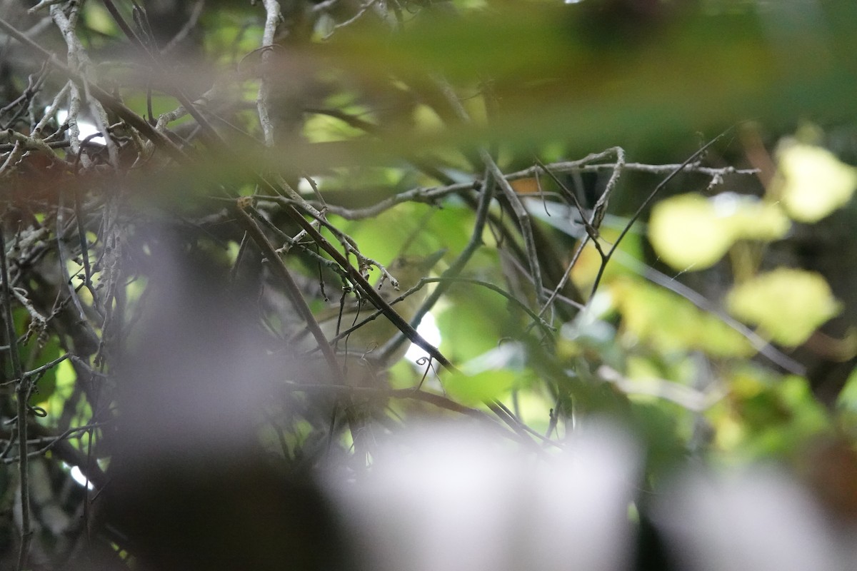 Thick-billed Vireo - ML636887328