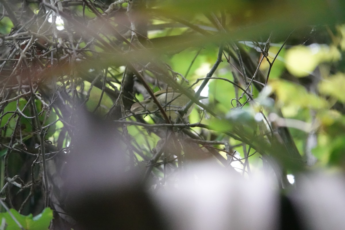Thick-billed Vireo - ML636887330