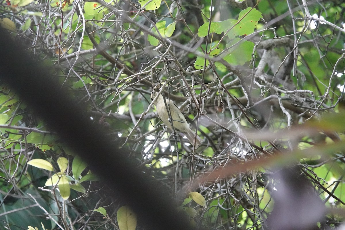 Thick-billed Vireo - ML636887344