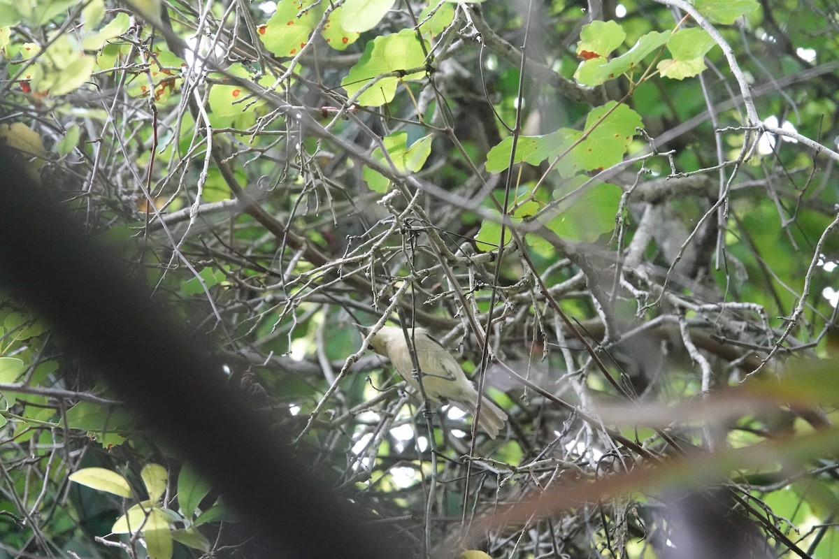 Thick-billed Vireo - ML636887348