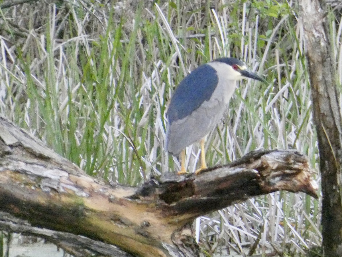 Black-crowned Night Heron - ML636887370