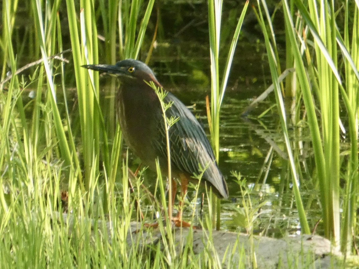 Green Heron - ML636887379