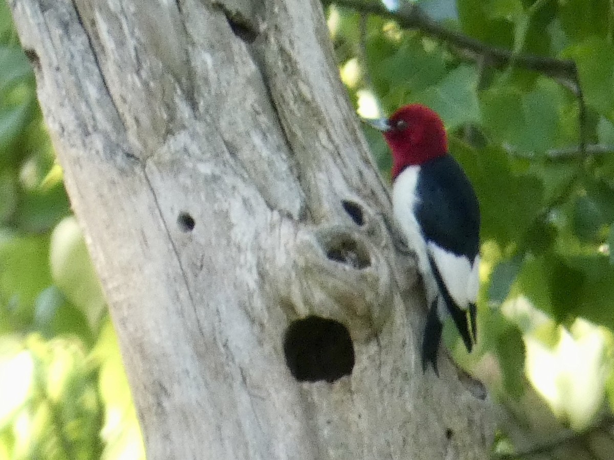 Red-headed Woodpecker - ML636887404