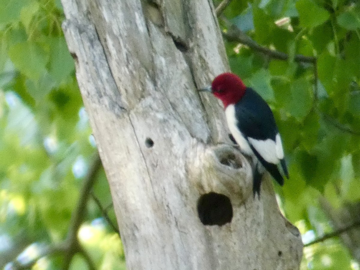 Red-headed Woodpecker - ML636887405