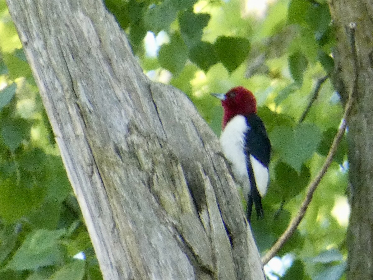 Red-headed Woodpecker - ML636887406
