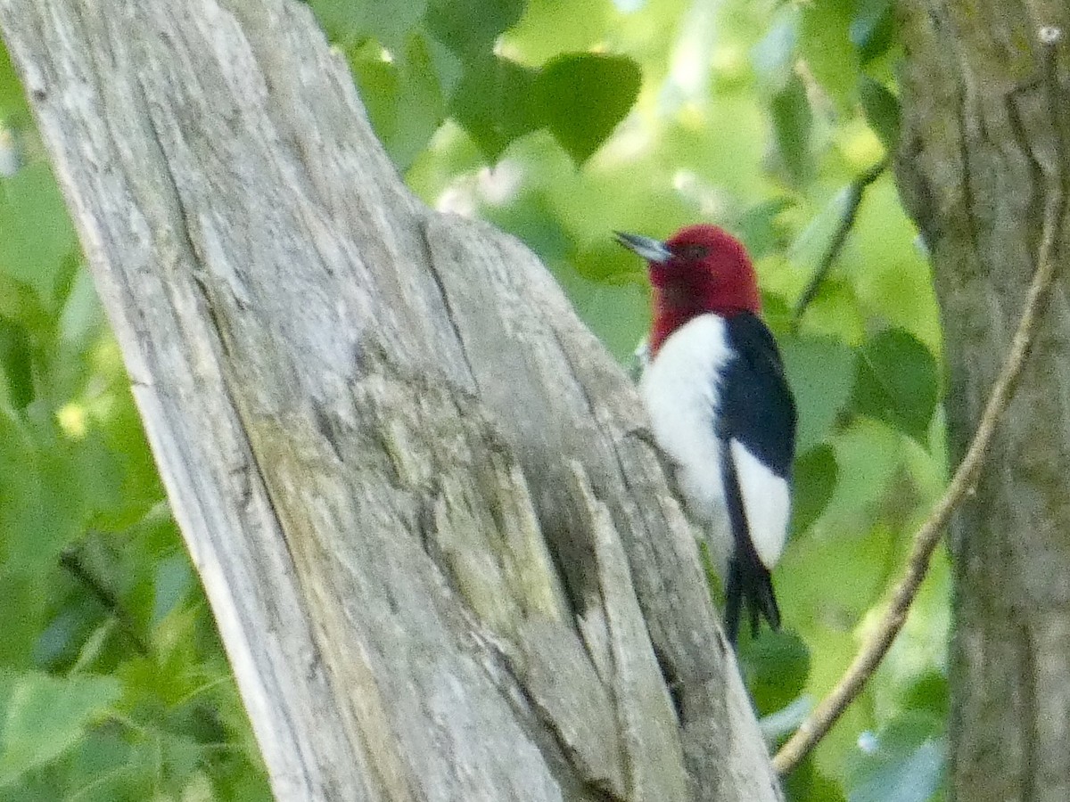 Red-headed Woodpecker - ML636887407