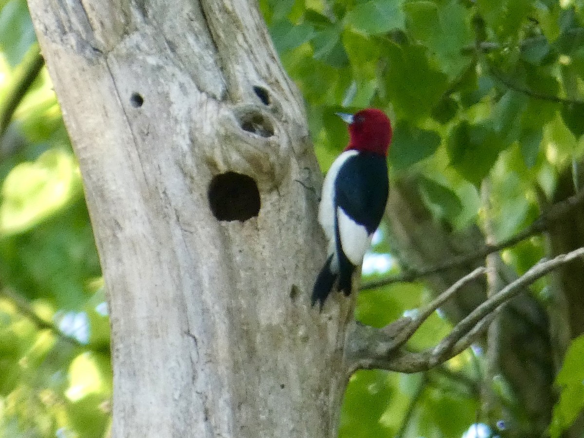 Red-headed Woodpecker - ML636887408