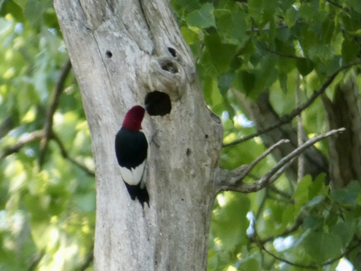 Red-headed Woodpecker - ML636887409