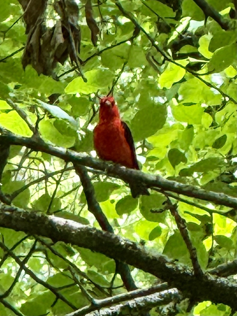Scarlet Tanager - ML636887454