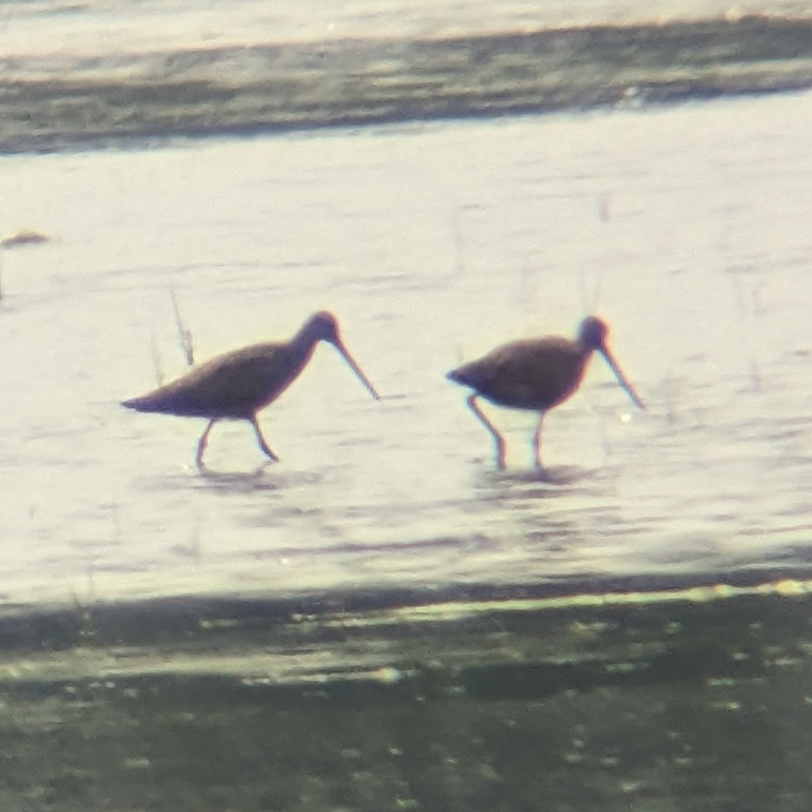 godwit sp. - ML636887458