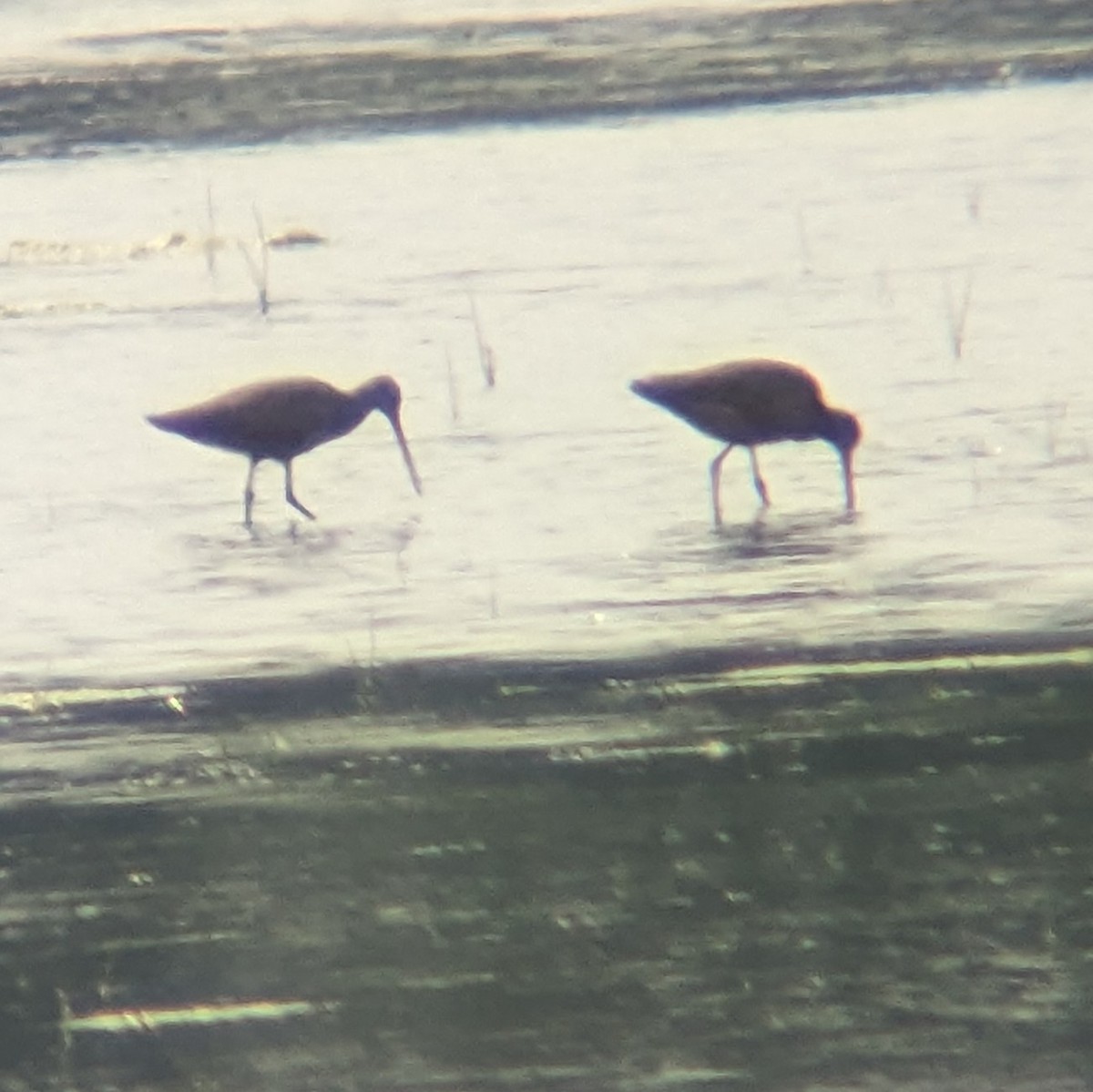 godwit sp. - ML636887459