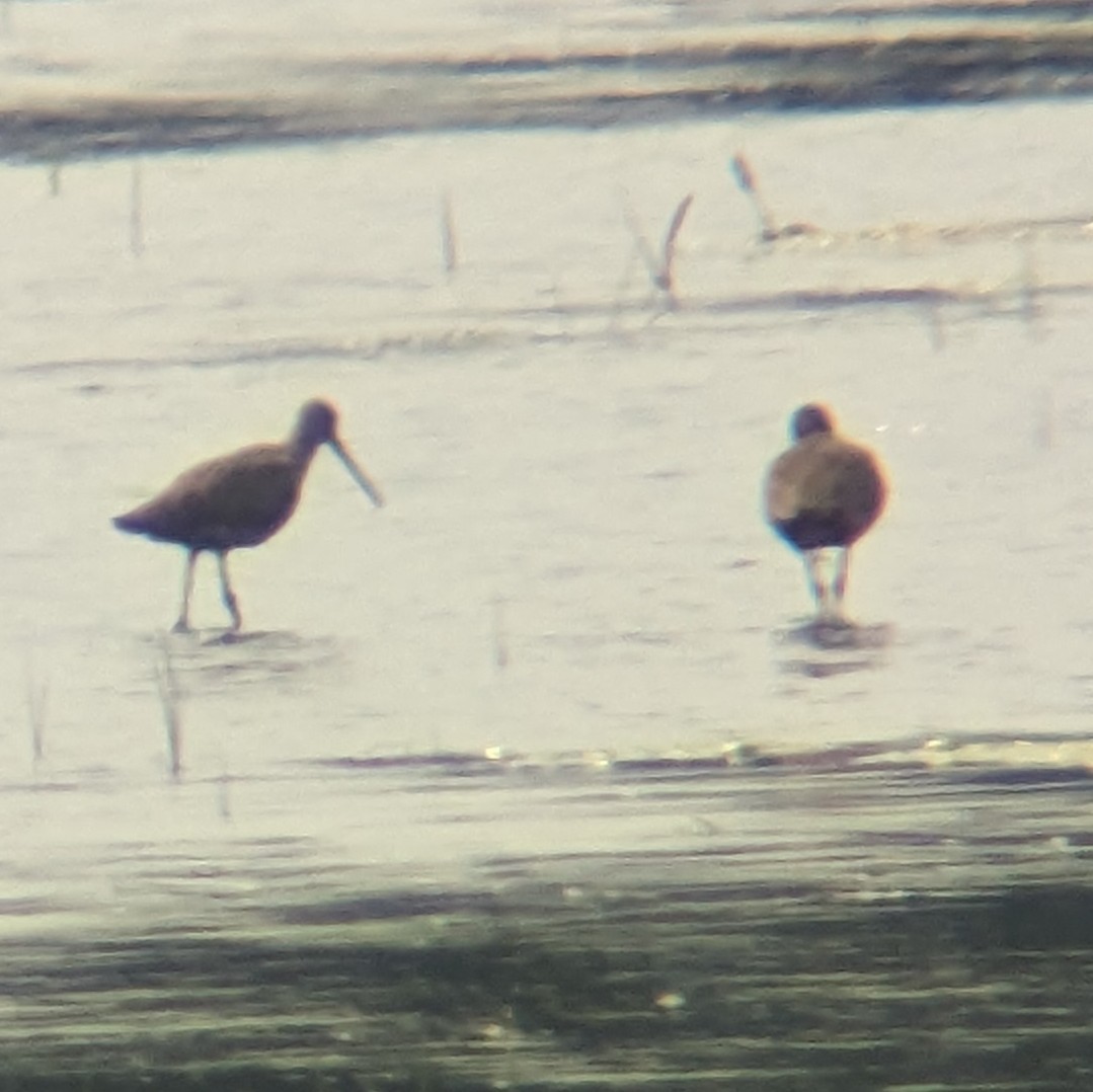 godwit sp. - ML636887460