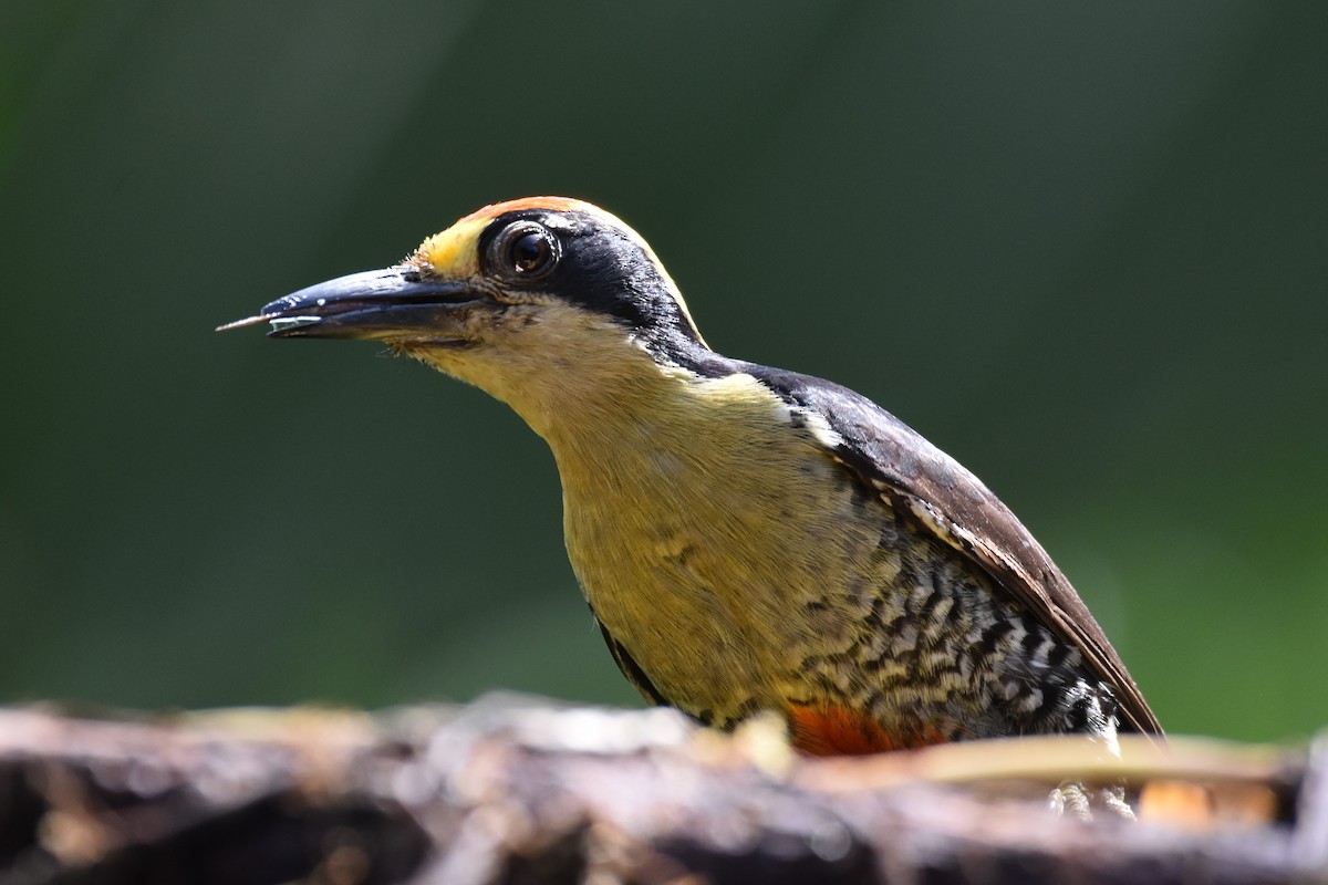 Golden-naped Woodpecker - ML636887472