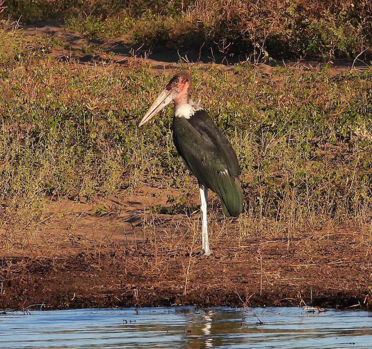 Marabou Stork - ML636887493