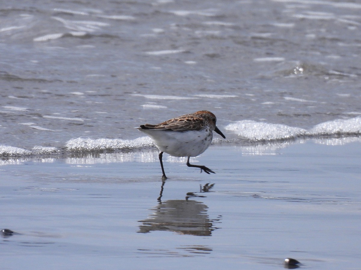 Bergstrandläufer - ML636887572