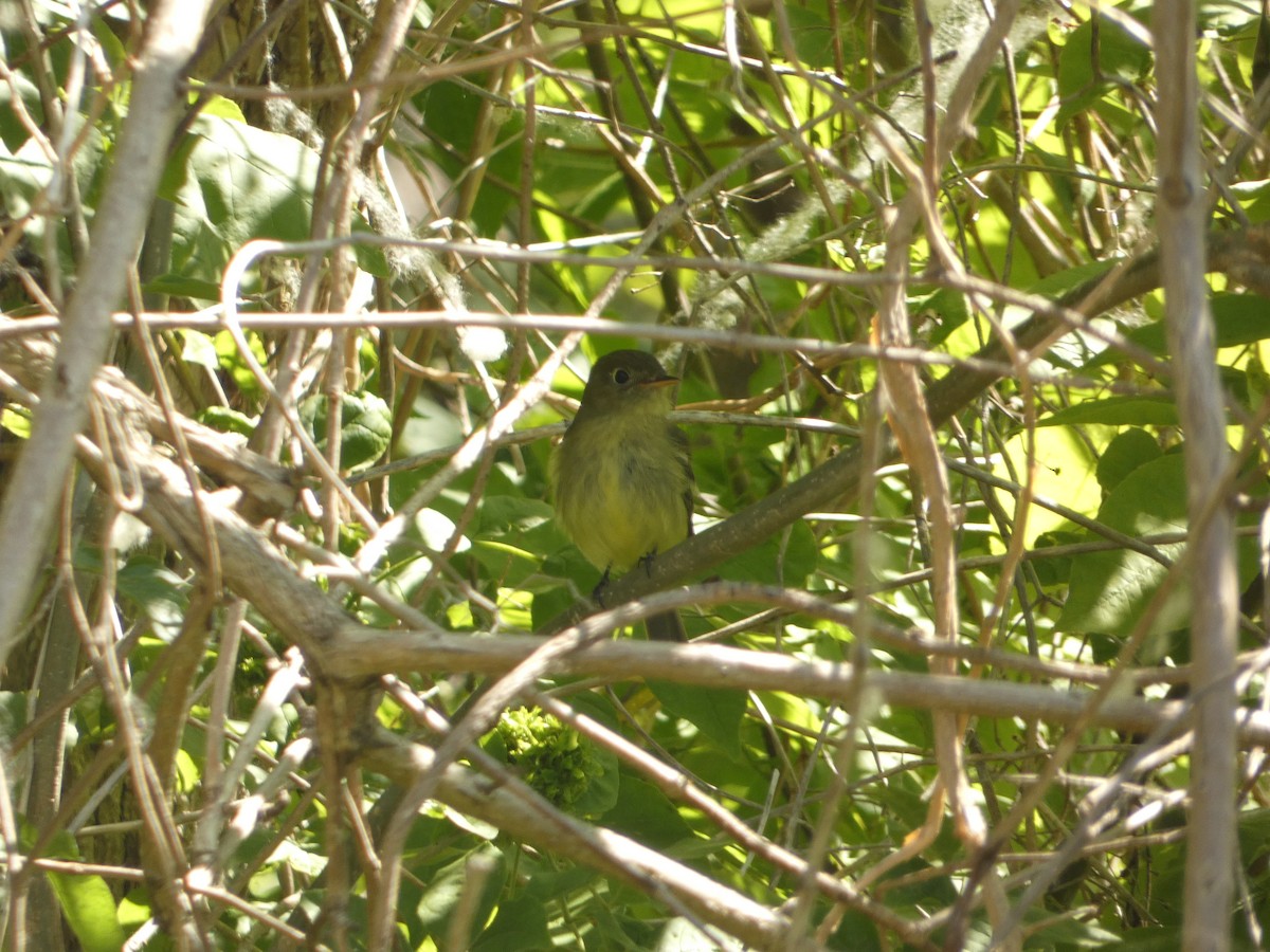 Sarı Karınlı Boreal Sinekkapan - ML636887614