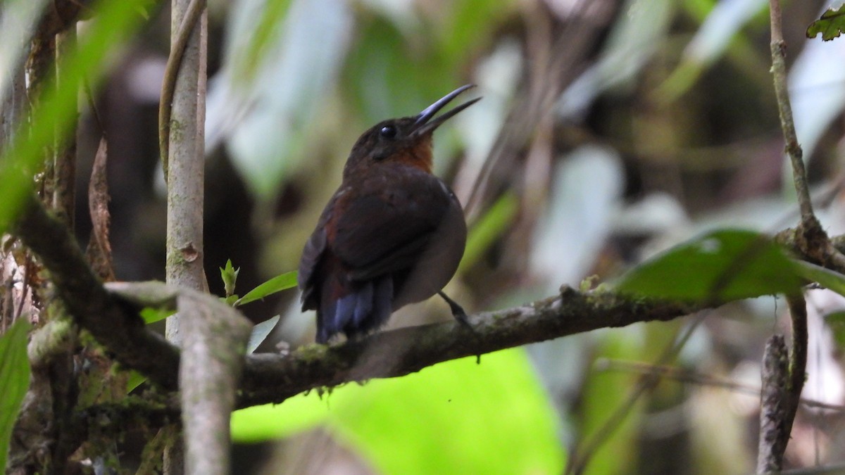 South American Leaftosser - ML636887643