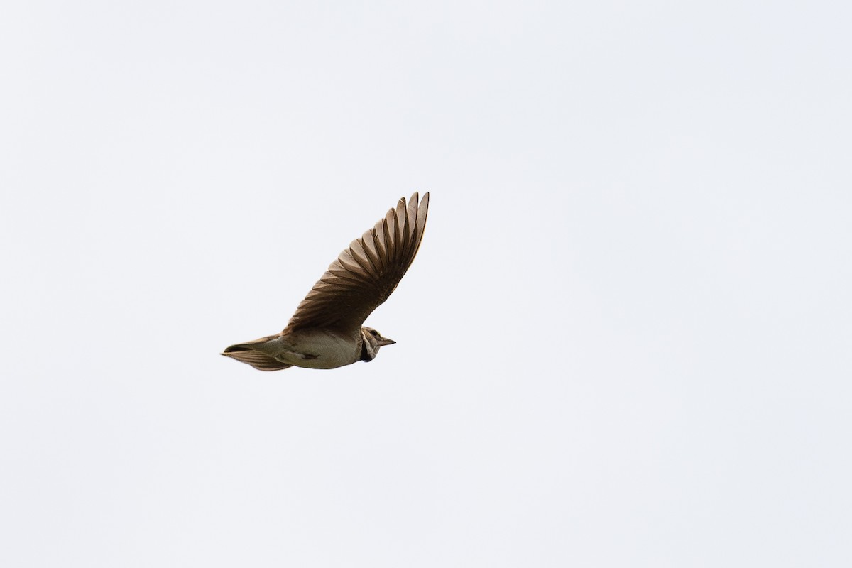 クビワコウテンシ - ML636887661