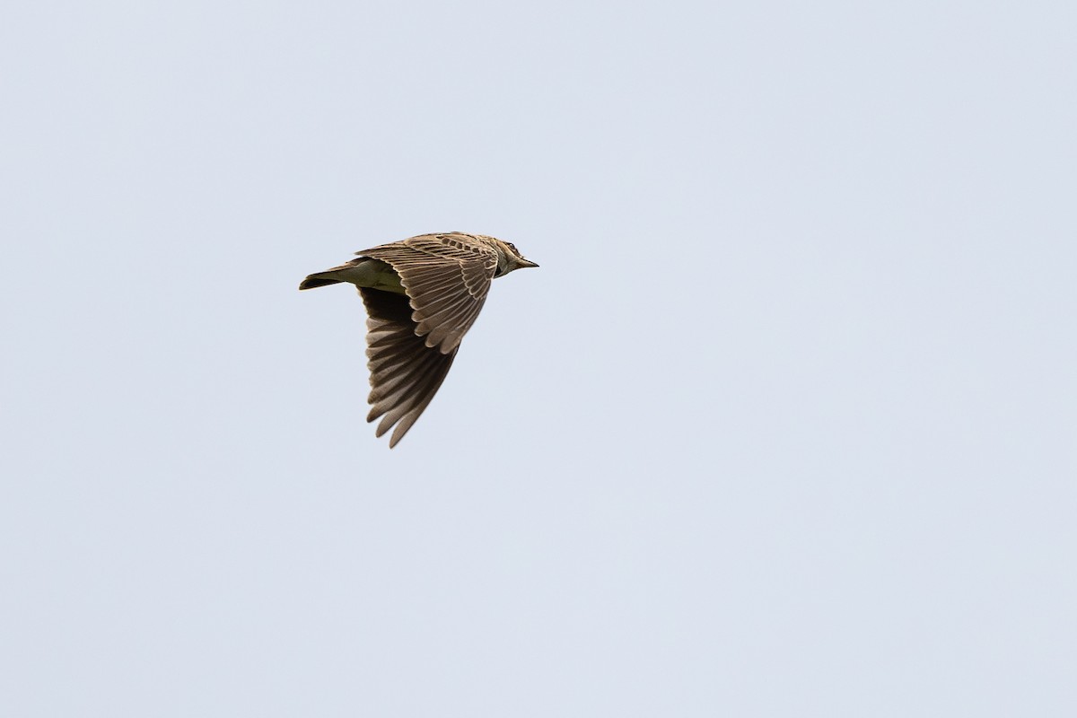 クビワコウテンシ - ML636887664