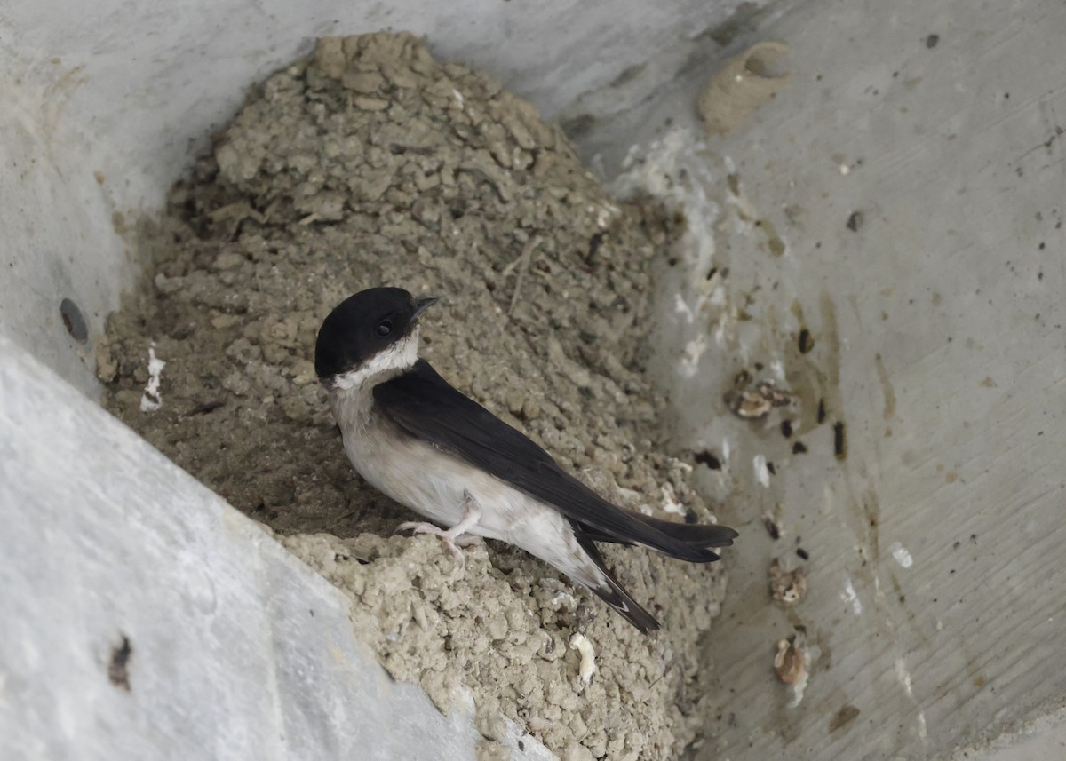 Asian House-Martin - ML636887672