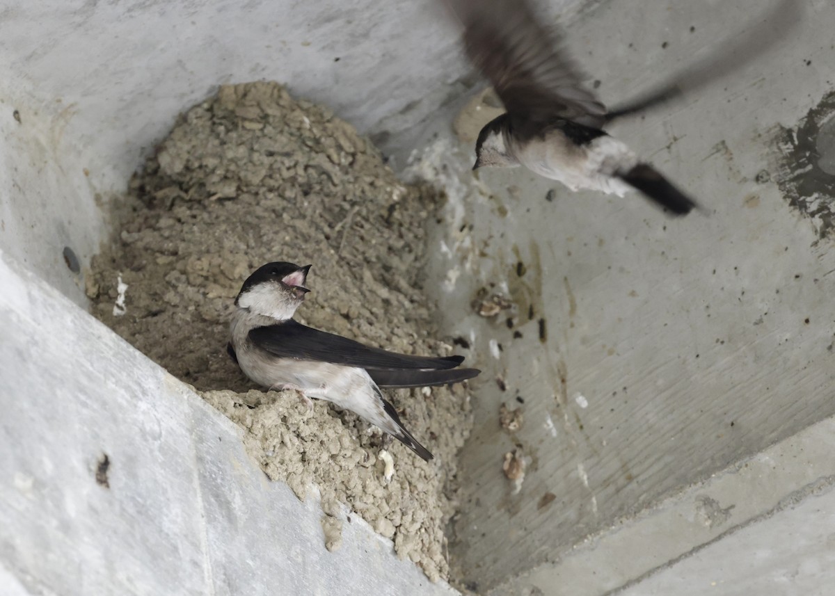 Asian House-Martin - ML636887673