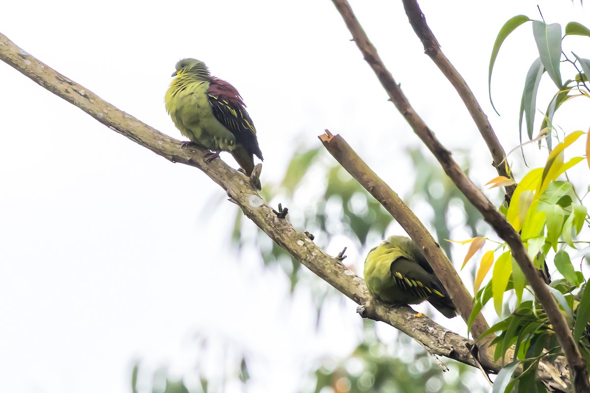 Gray-fronted Green-Pigeon - ML636887699