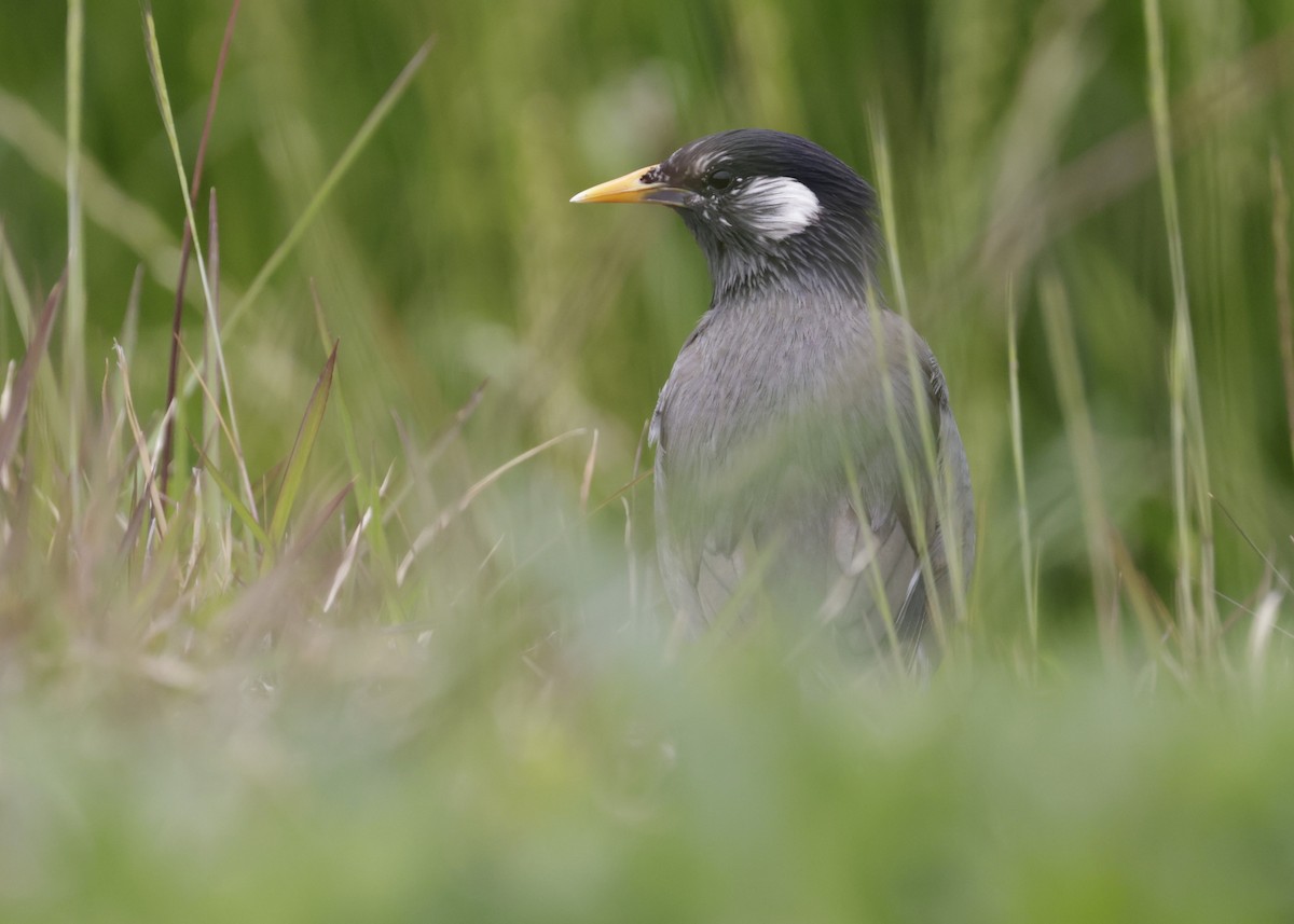 White-cheeked Starling - ML636887737