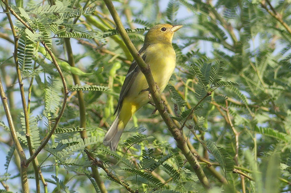 Western Tanager - ML636887739