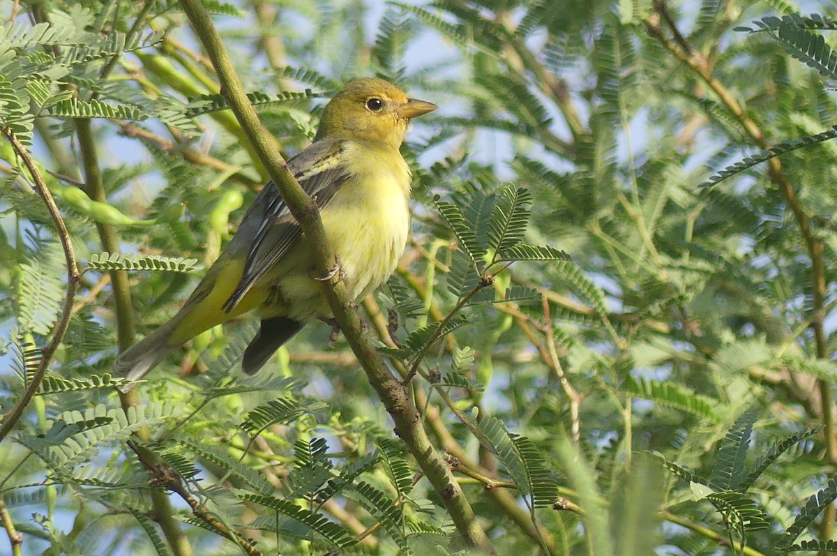Western Tanager - ML636887740
