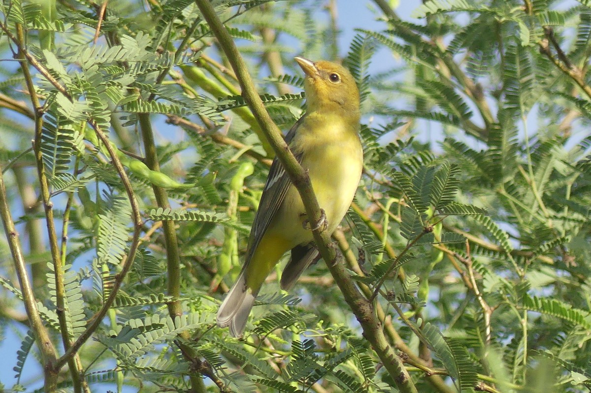 Western Tanager - ML636887741