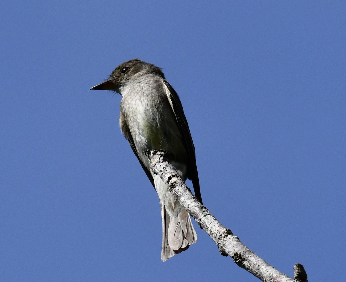 Dark Pewee - ML636887753