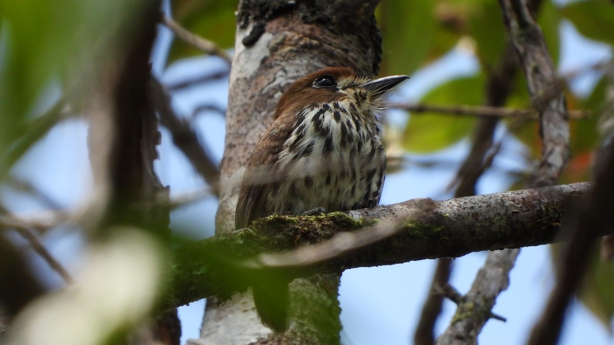 Streifenfaulvogel - ML636887789