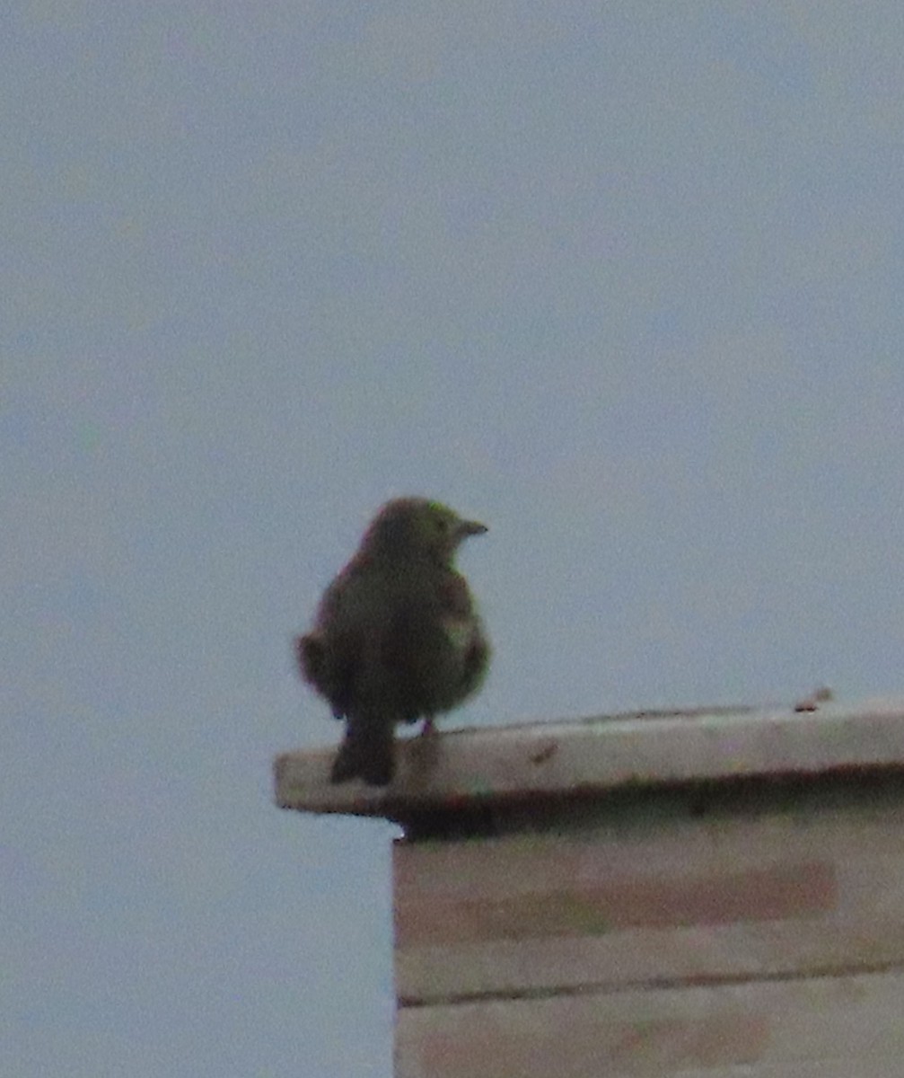 Palm Tanager - ML636887794